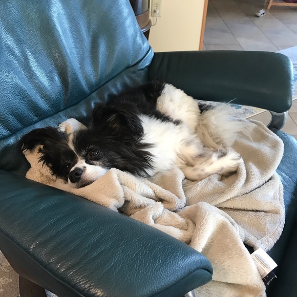 Andy the shop dog... - Picture 3 of 3